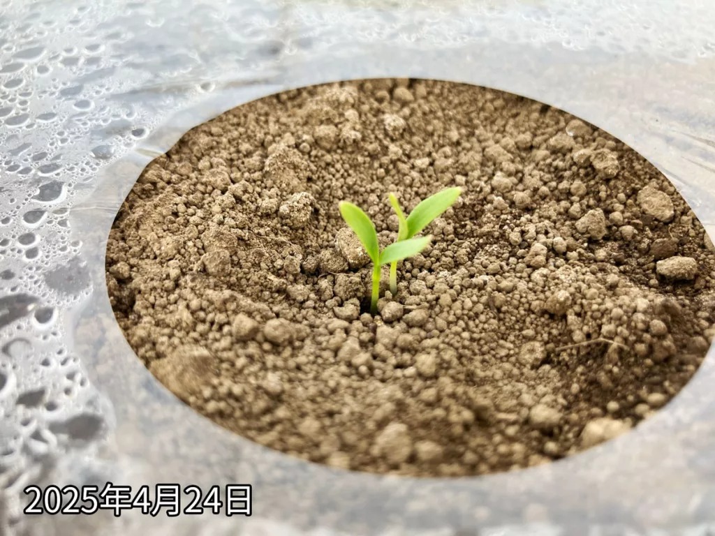 発芽したパクチーの芽